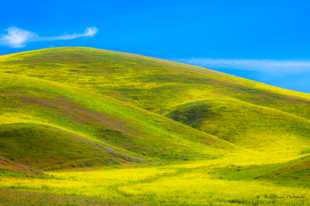 Hills of wildflowers-0510 Hills of wildflowers-0510